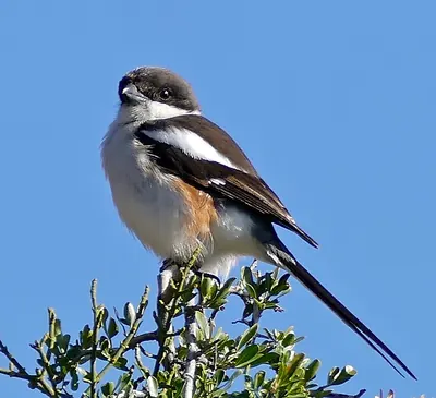 Common Fiscal