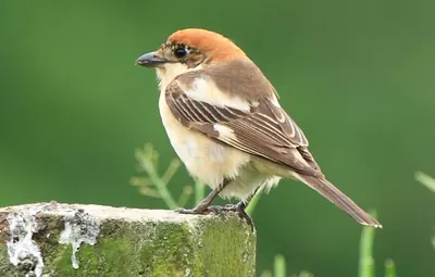 Woodchat Shrike