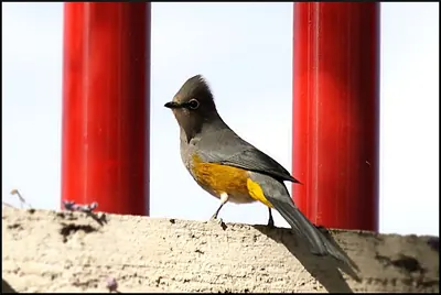 Gray Silky-flycatcher