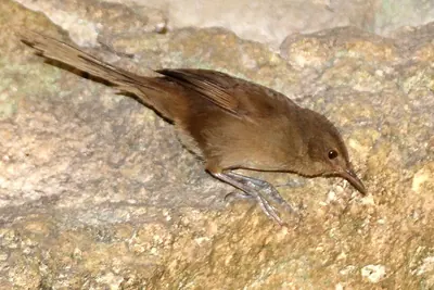 Madagascar Brush-warbler