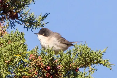 Western Orphean Warbler