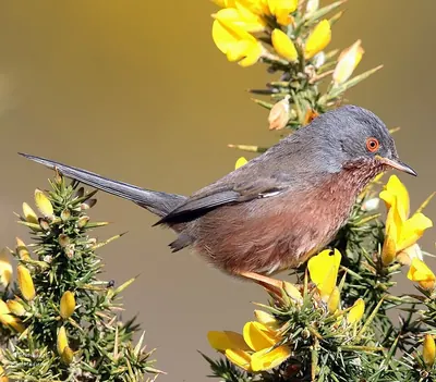 Dartford Warbler