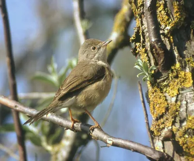 Subalpine Warbler
