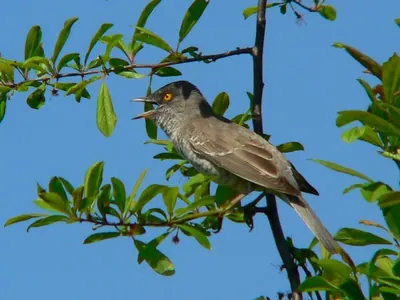 Barred Warbler