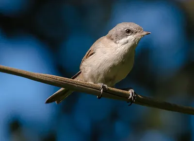 Lesser whitethroat