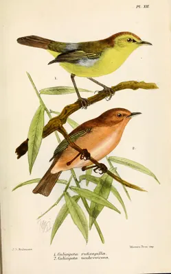 Brown Woodland-warbler
