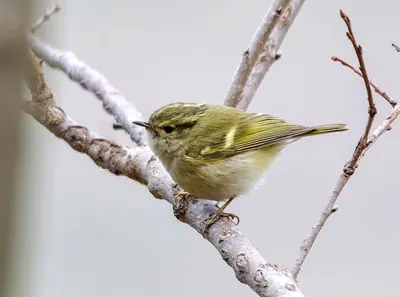 Pale-rumped Warbler