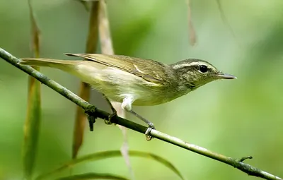 Large-billed Leaf-warbler