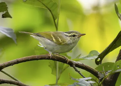 Southern Blyth's Leaf-warbler