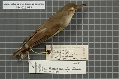Basra Reed-warbler