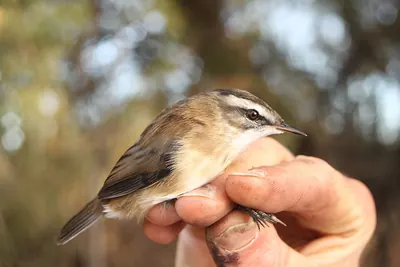 Moustached Warbler