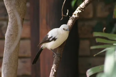 Southern Pied-Babbler