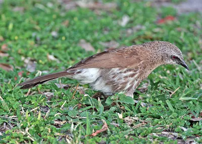 Hartlaub's Babbler