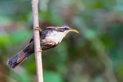 Indian Scimitar Babbler