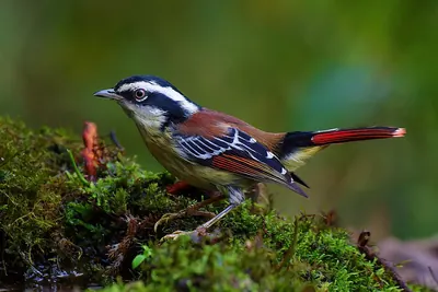 Red-tailed Minla