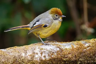 Bar-throated Minla