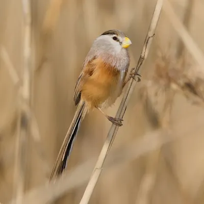 Reed Parrotbill