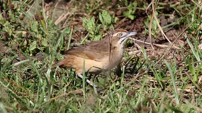 African Moustached Warbler