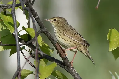 Lanceolated Warbler