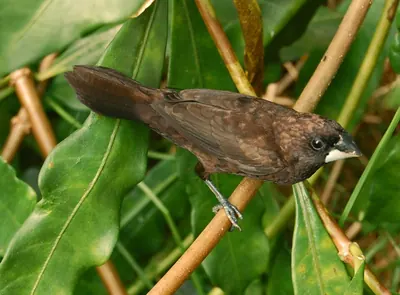 Dusky Munia