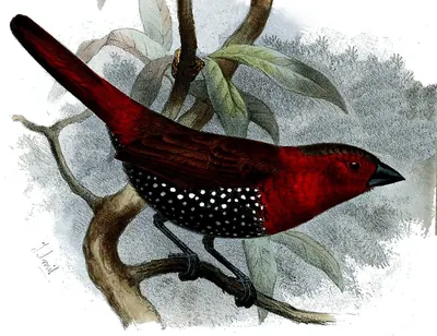 Red-throated Twinspot