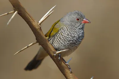 Green-winged Pytilia
