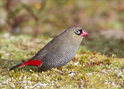 Beautiful Firetail