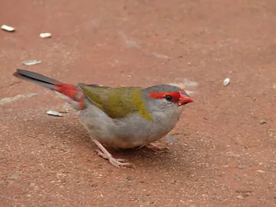 Red-browed Firetail