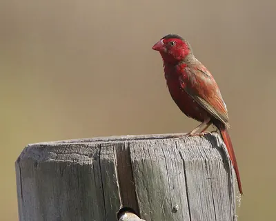 Crimson Finch