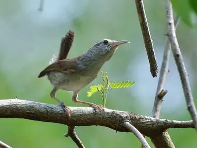 White-bellied Wren