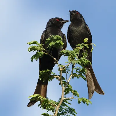 Fork-tailed Drongo