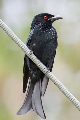 Spangled Drongo