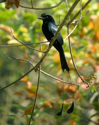 Greater Racket-tailed Drongo