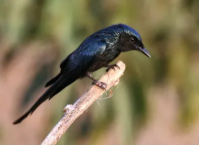 Bronzed Drongo