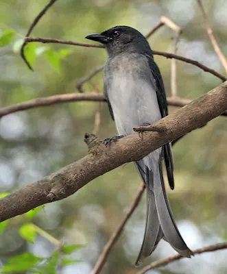 White-bellied Drongo