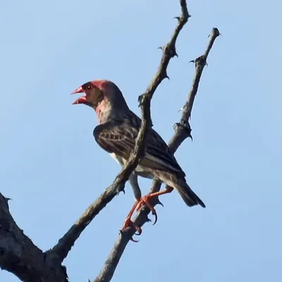 Red-billed Quelea