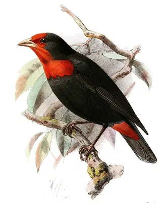 Malimbo Culirrojo