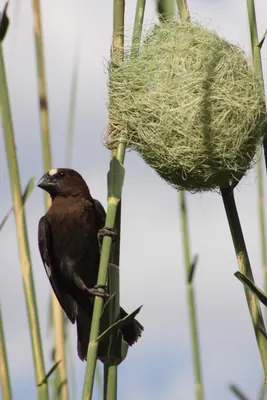 Grosbeak Weaver