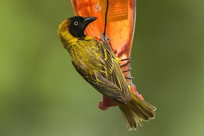Lesser Masked Weaver
