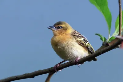 Northern Brown-throated Weaver
