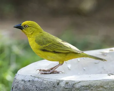 African Golden Weaver