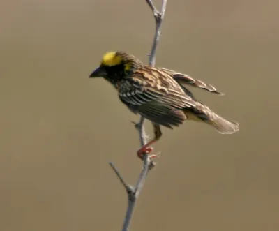 Streaked Weaver