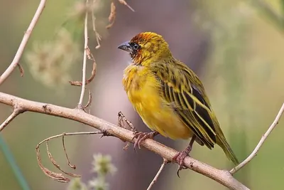 Northern Masked-Weaver