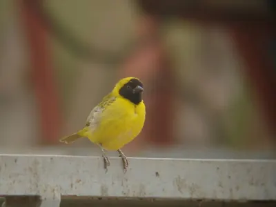 Little Weaver