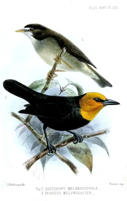 Black-billed Weaver