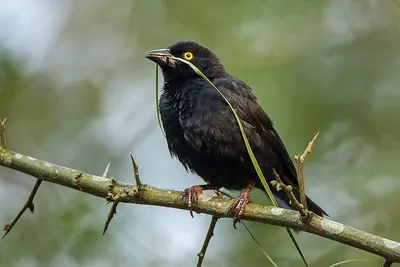 Vieillot's Black Weaver