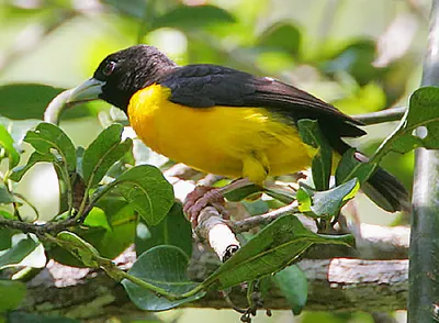 Dark-backed Weaver