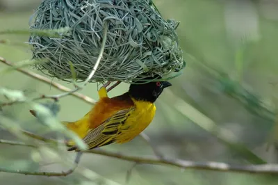 Jackson's Golden-backed Weaver
