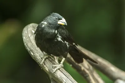 Tecelão-de-bico-branco