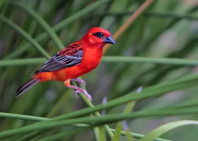 Madagascar Red Fody